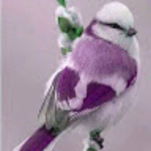 Meet your Posher, Janet